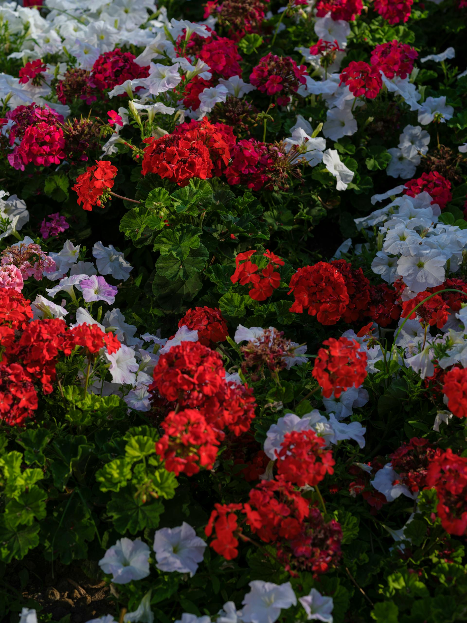 Lush garden bed of colorful blooming petunias in vibrant reds and whites, captured on a sunny day.