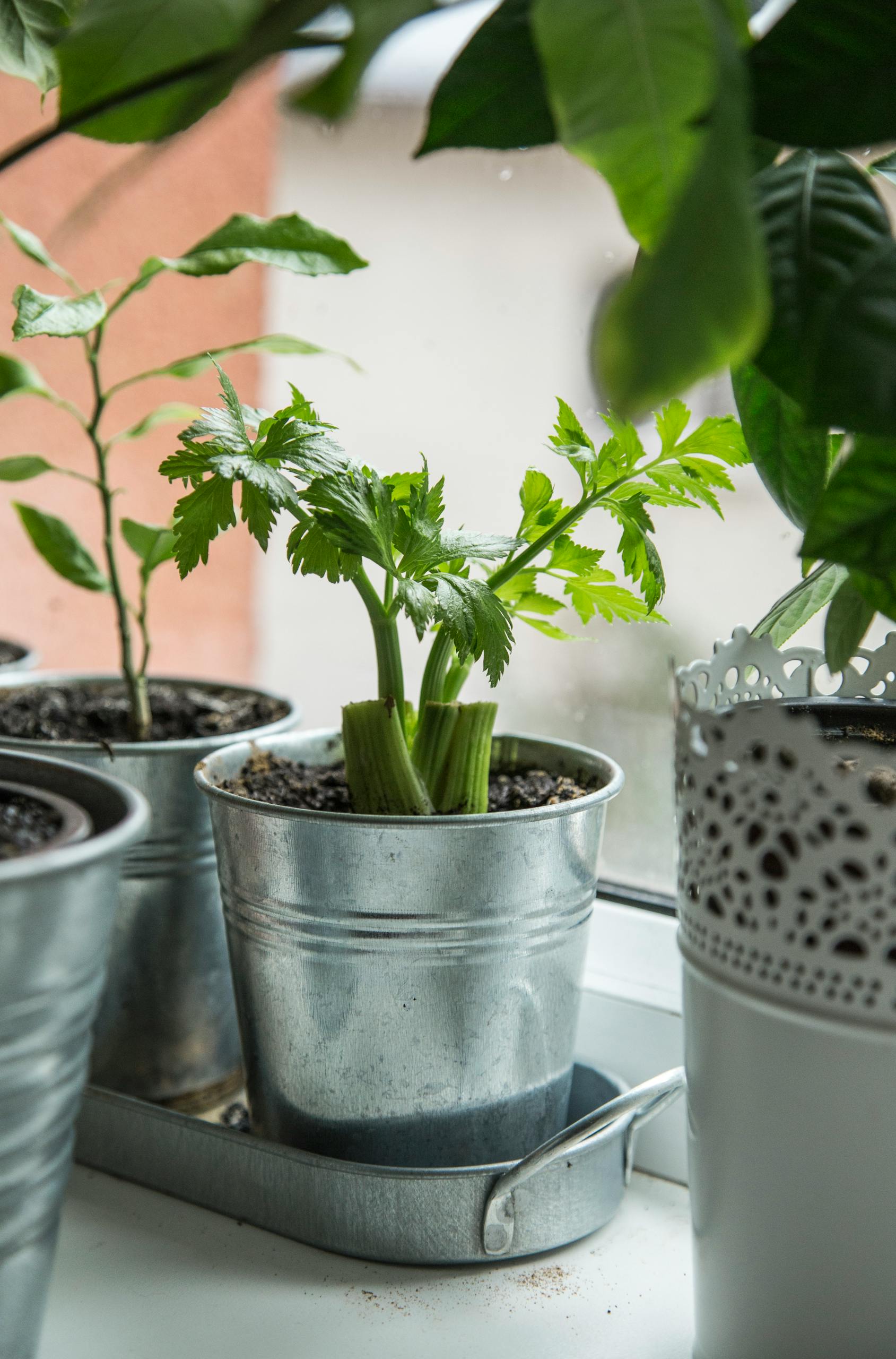 Lush young celery plant growing in metal pot and placed on windowsill near potted houseplant in daylight