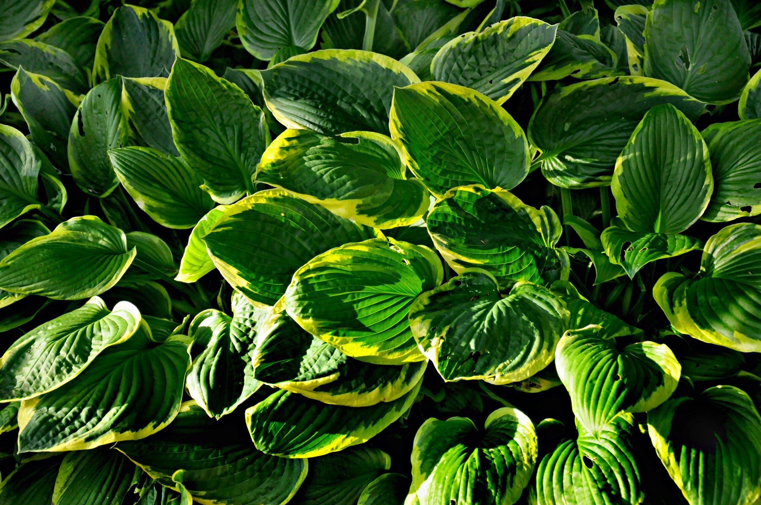 hosta