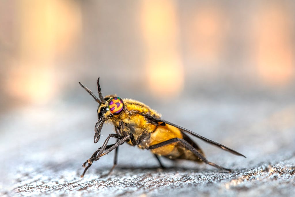 Macro shot highlighting the vibrant colors and details of a splayed deer fly (Chrysops caecutiens) on a surface.