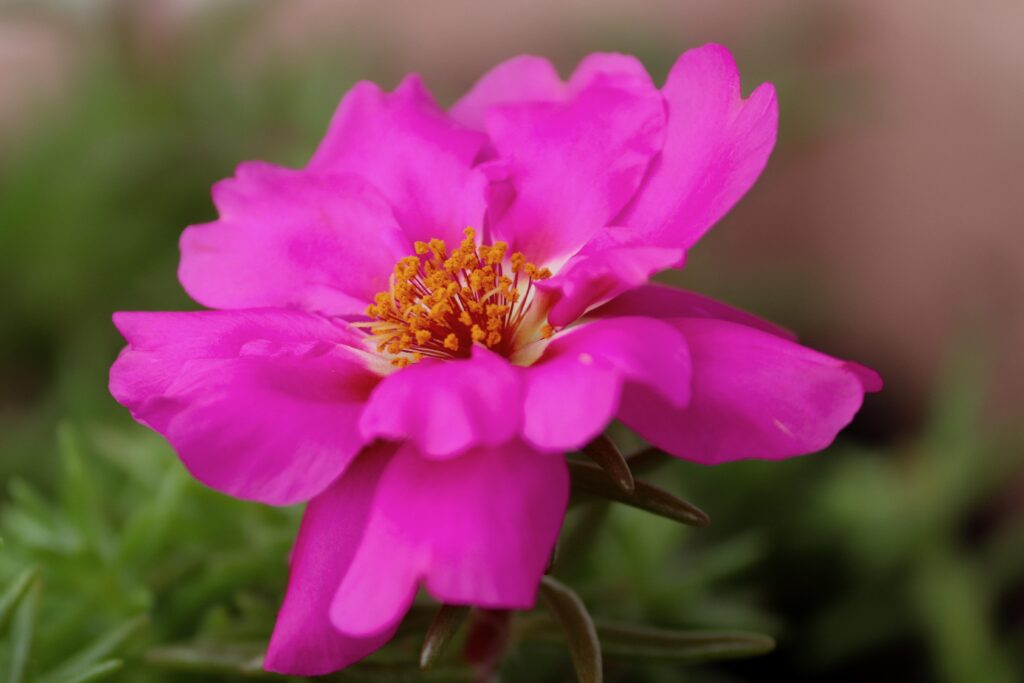 moss rose