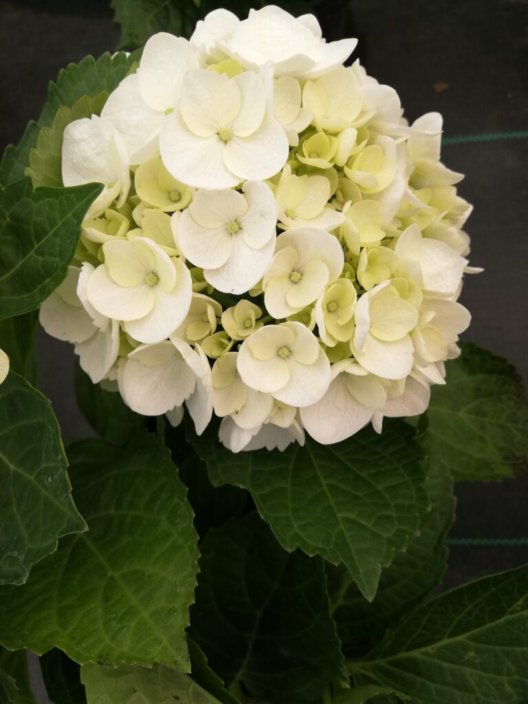 hydrangea
