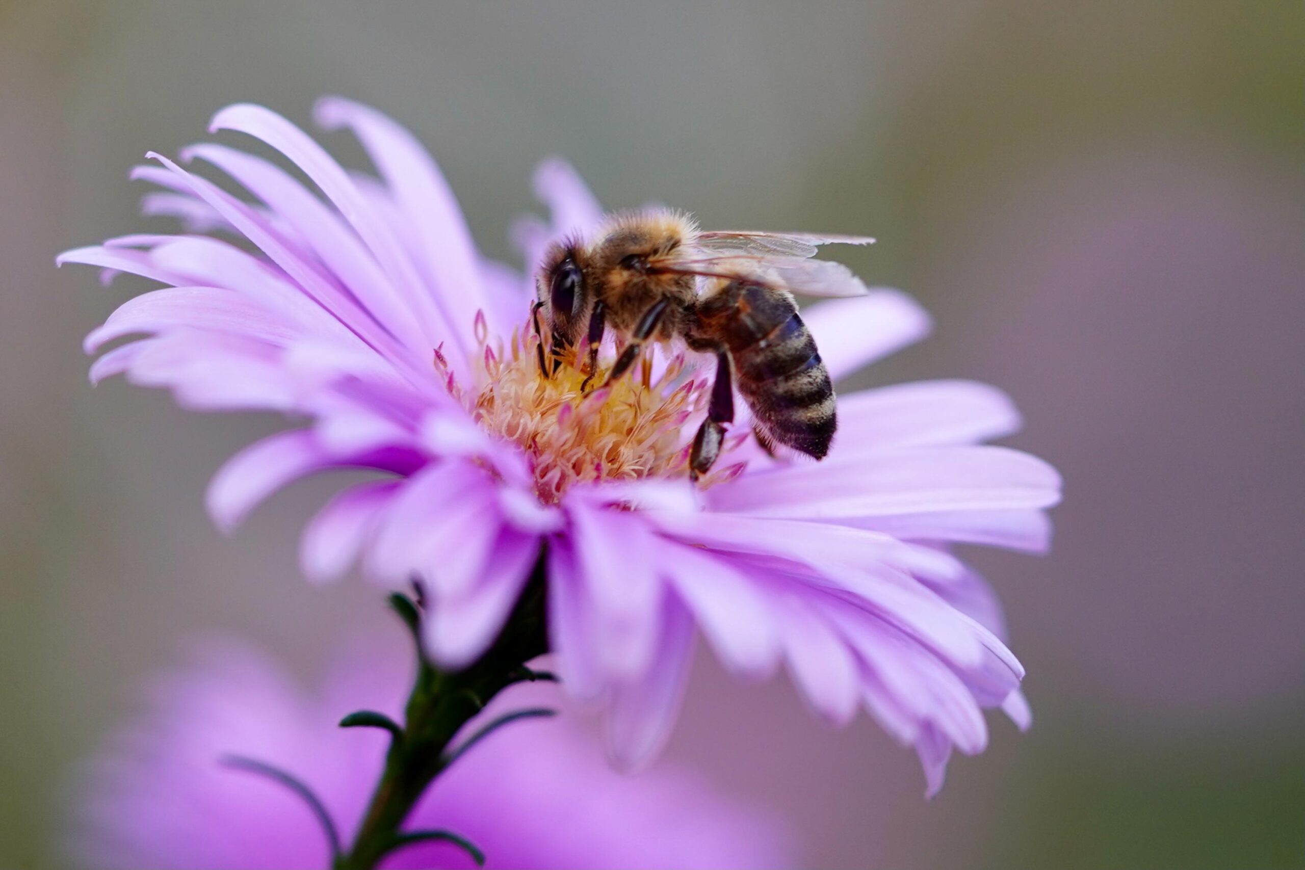 5 Mistakes That Are Actually Hurting Your Chances of Attracting Bees to Your Garden