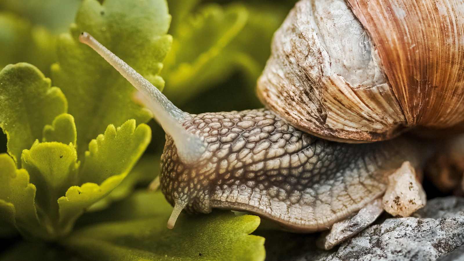 10 Stunning Animals That Can Change Their Sex: A Masterclass in Nature’s Gender Fluidity