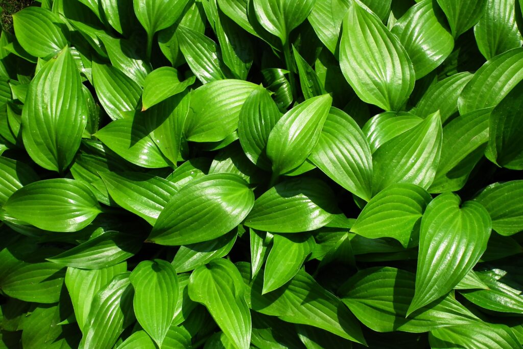 hosta