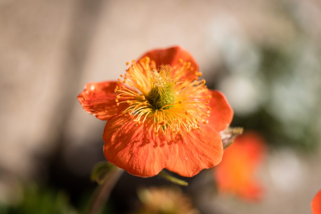 Avens-Geum