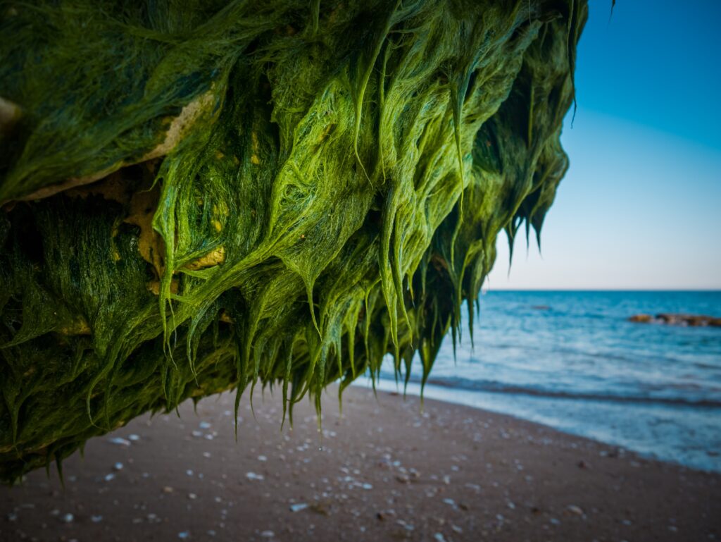 algae