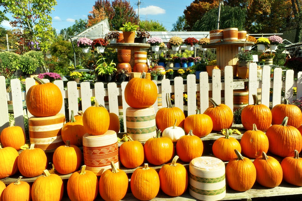 Orange pumpkins arranged outside a nursery with seasonal plants, capturing a warm autumn feel.
