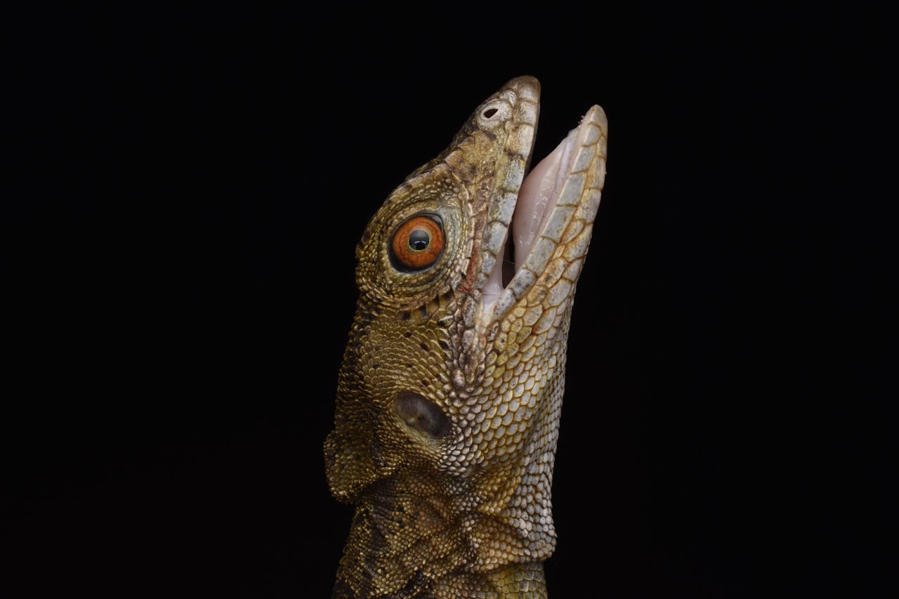 head-of-a-common-basilisk-
