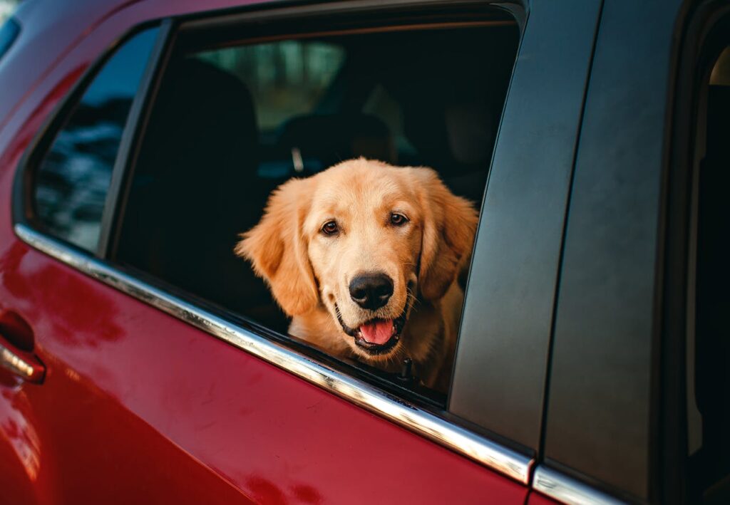dog-in-car-window-