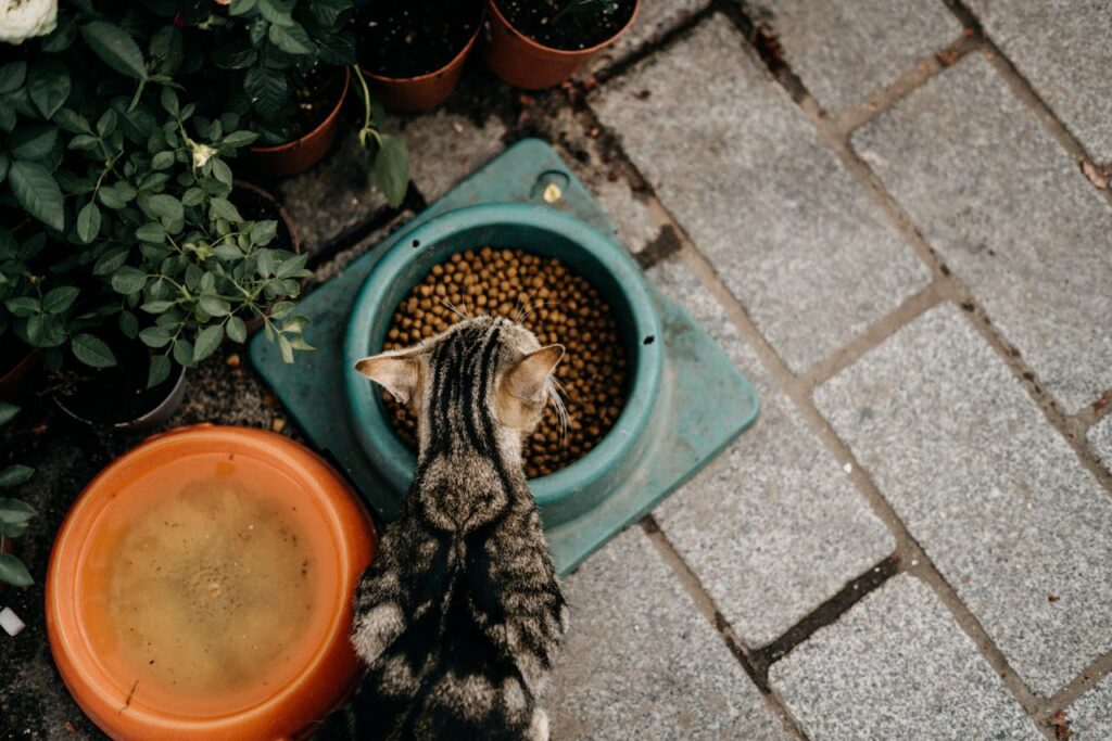 /photo-of-a-cat-eating