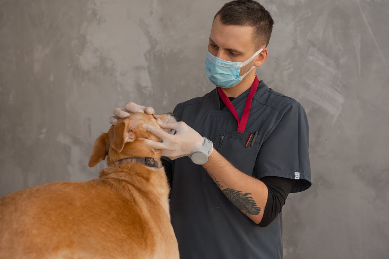 man-checking-on-a-dog-