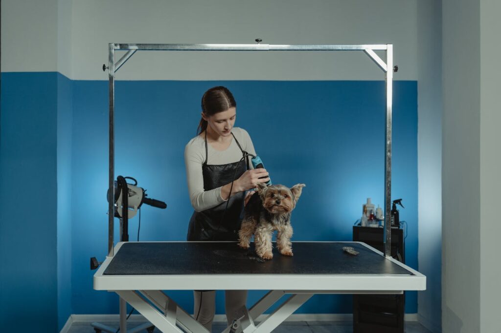 terrier-dog-being-groomed-by-a-professional-groomer-