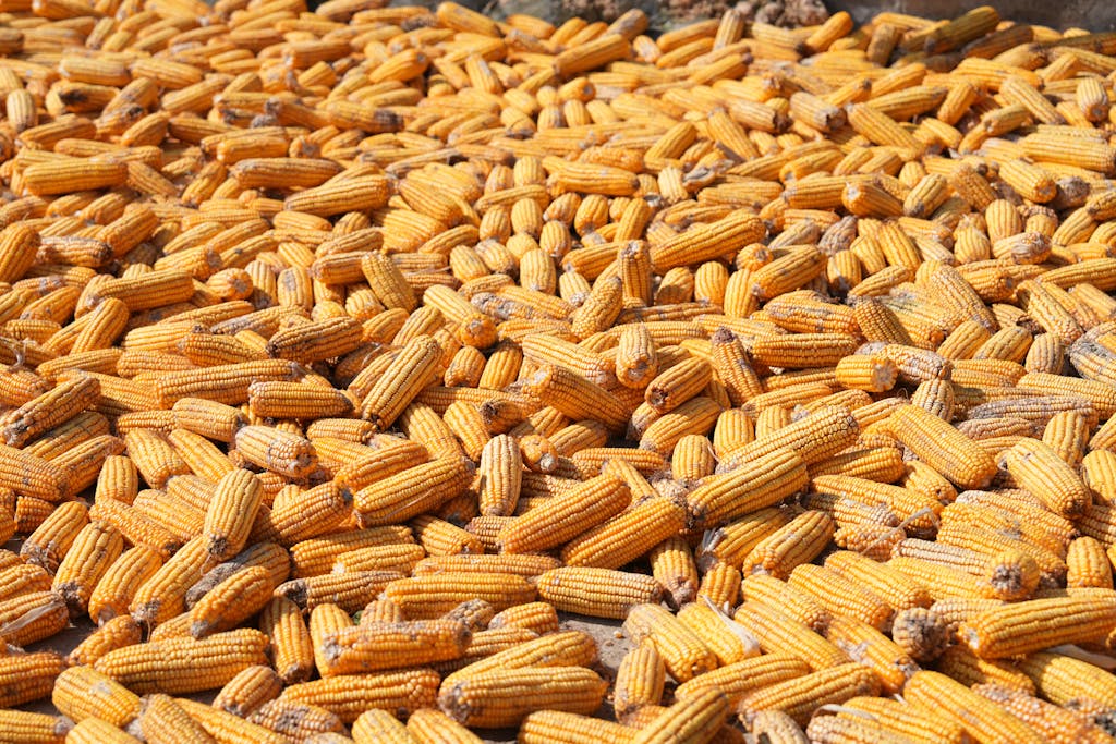 Pile of yellow corn cobs laid out for drying in sunlight outdoors.