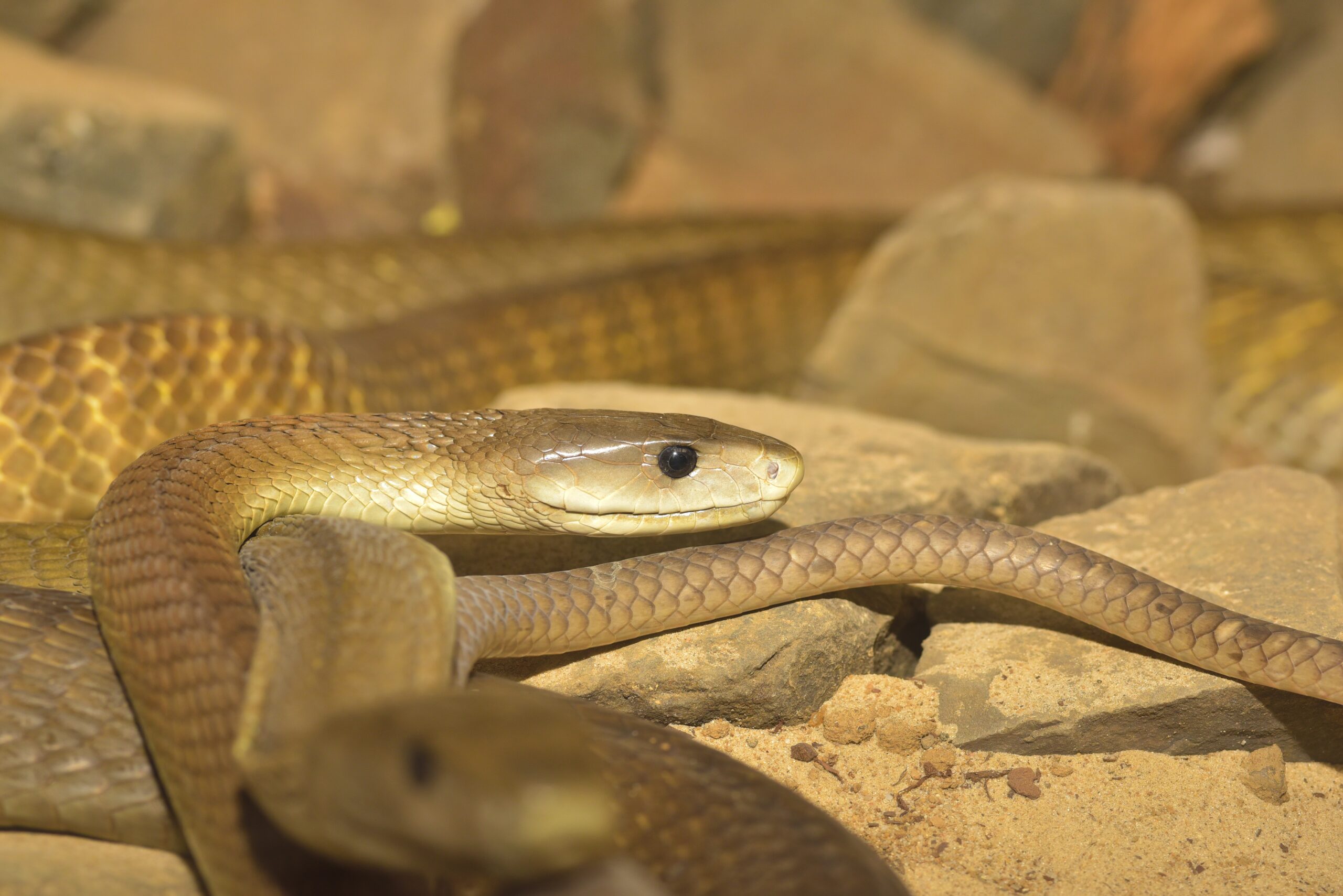 The World’s Deadliest Venomous Animals: How Fast Can They Kill?