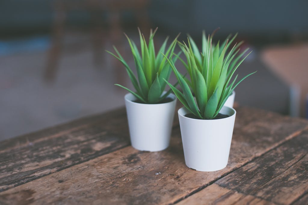 Three vibrant green houseplants in white ceramic pots enhance a rustic wooden table.