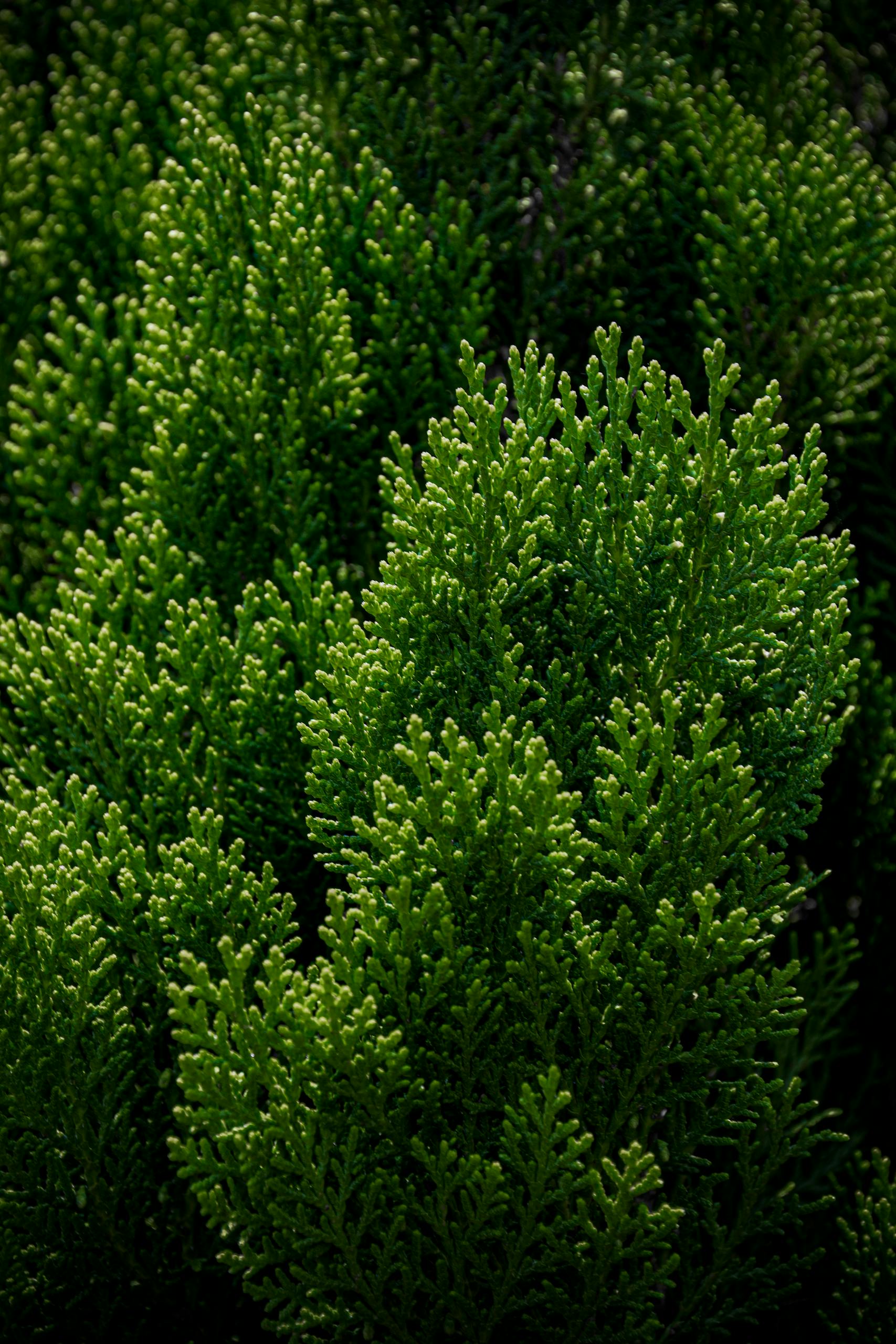 Vibrant green cedar branches creating a lush, textured botanical scene in natural lighting.