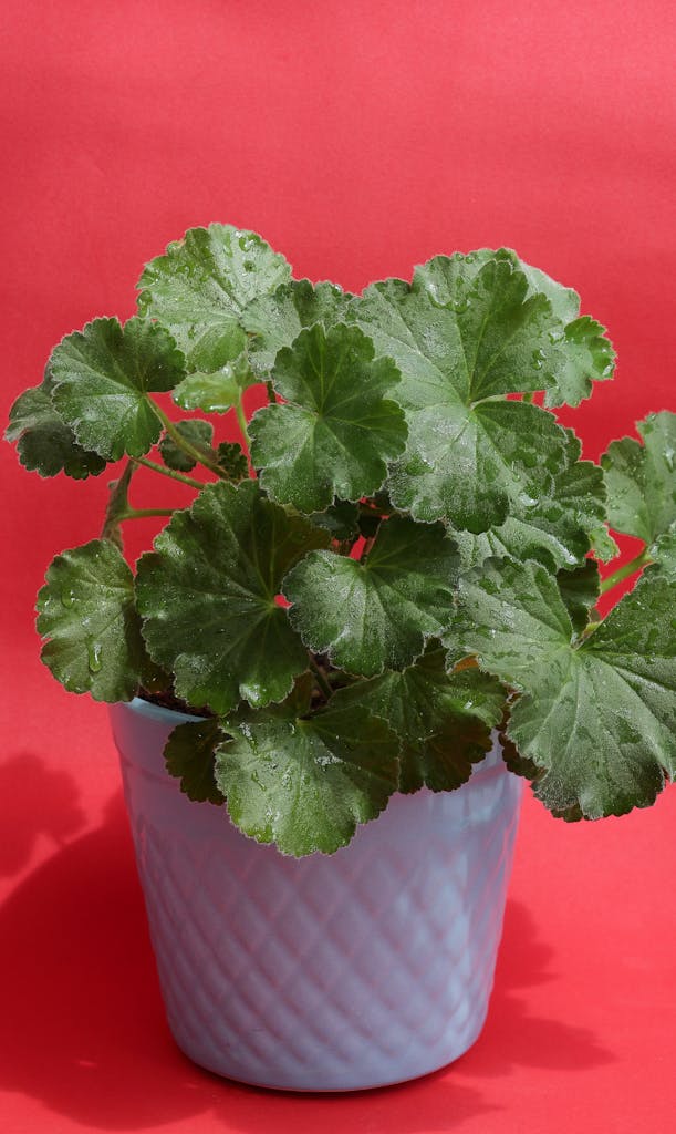 Vibrant green plant in a decorative blue pot set against a red backdrop.