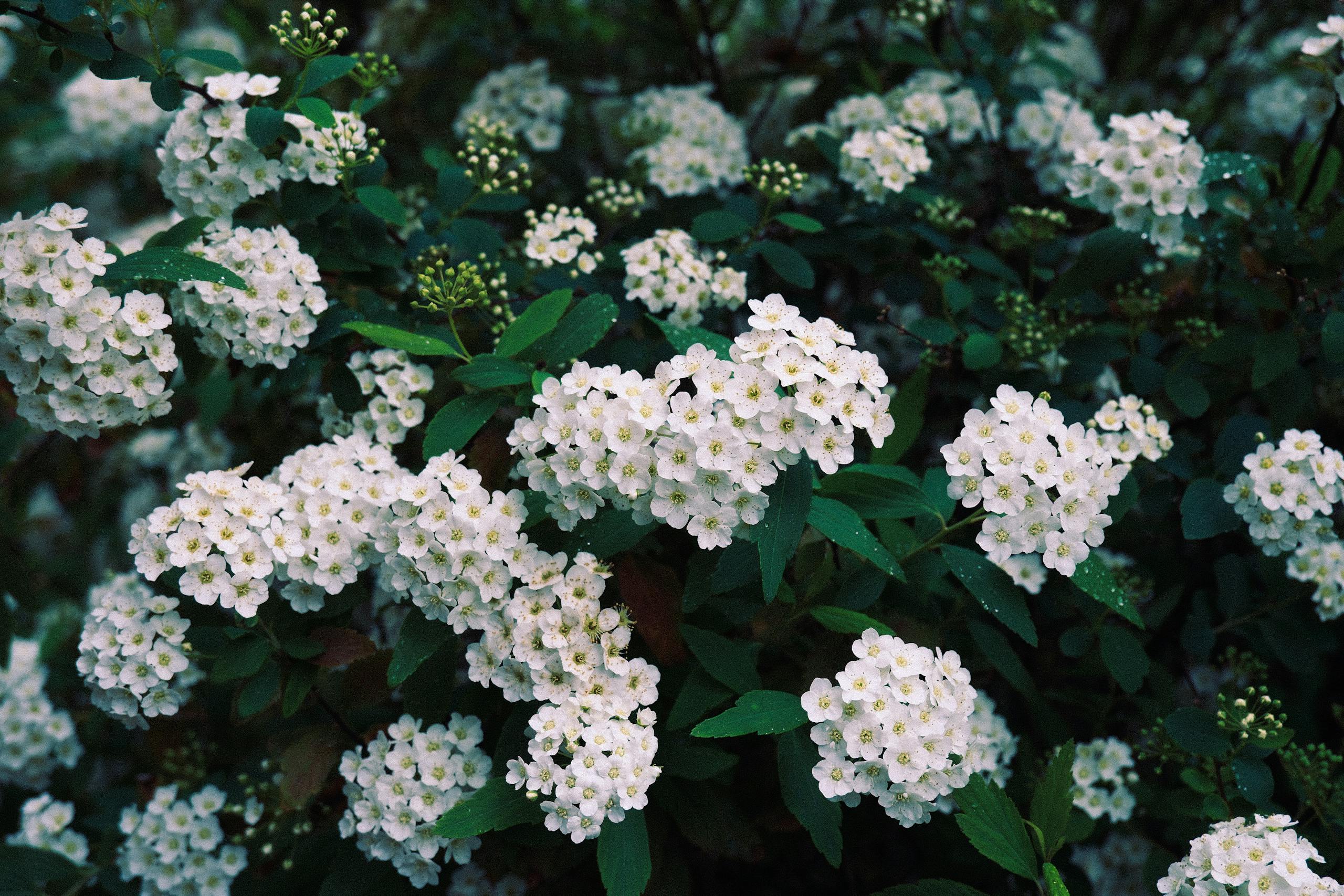 Vibrant white spirea flowers blooming abundantly in a lush green garden.