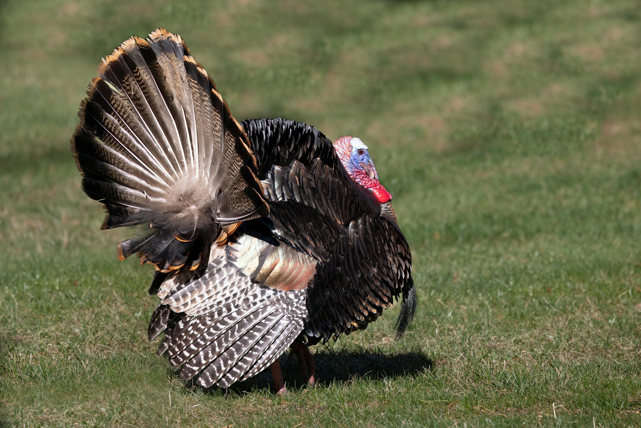 Wild turkey showcasing vibrant plumage in a grassy field in Southborough, MA.