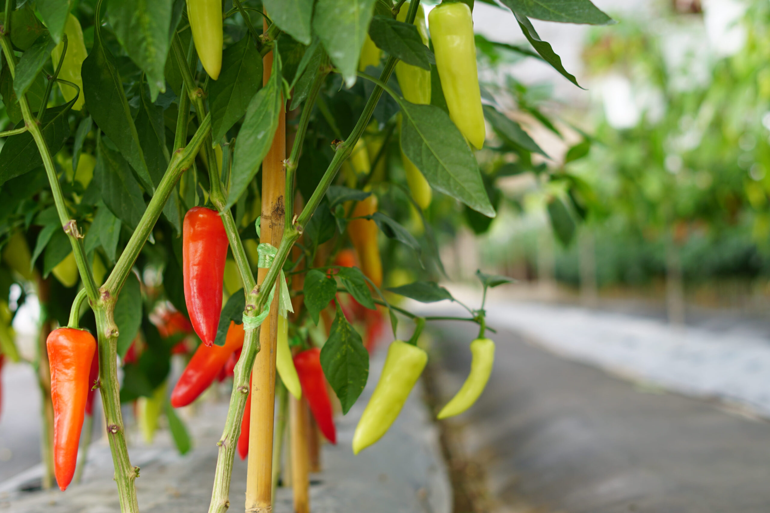 11 Worst Places To Plant Peppers If You Actually Want a Big Harvest