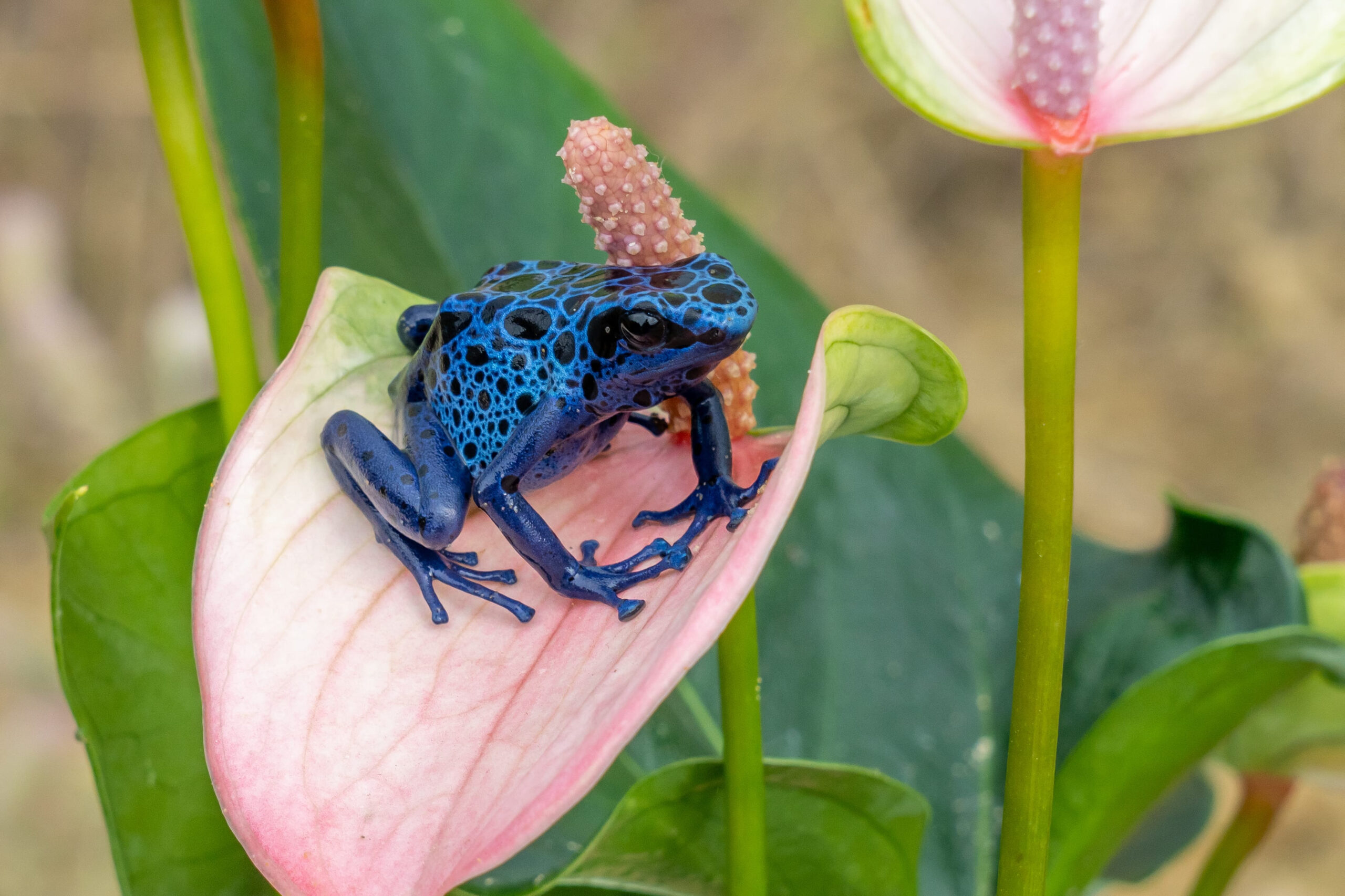 10 Creatures You Definitely Don’t Want Biting You.