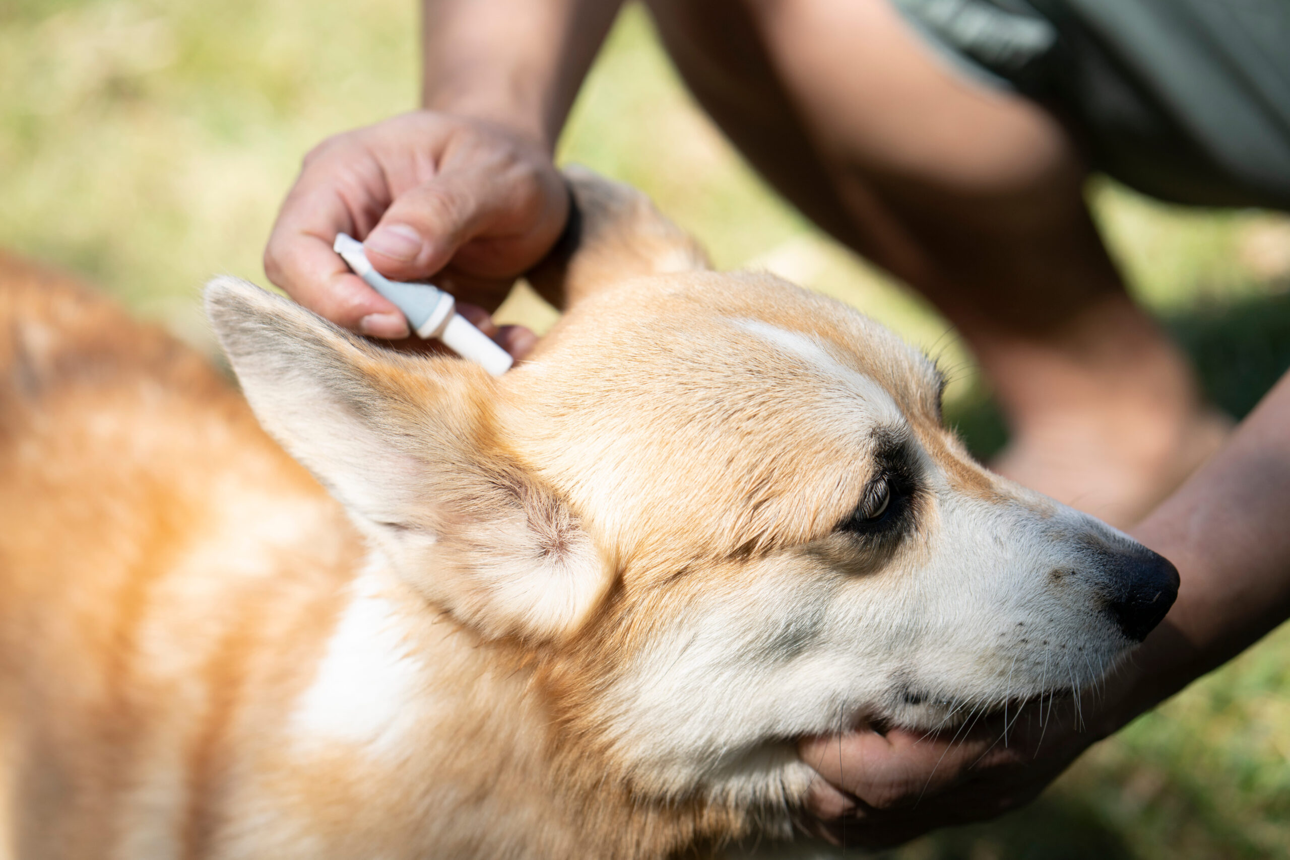 10 Common Pet Products Vets Wish Owners Would Stop Buying Immediately