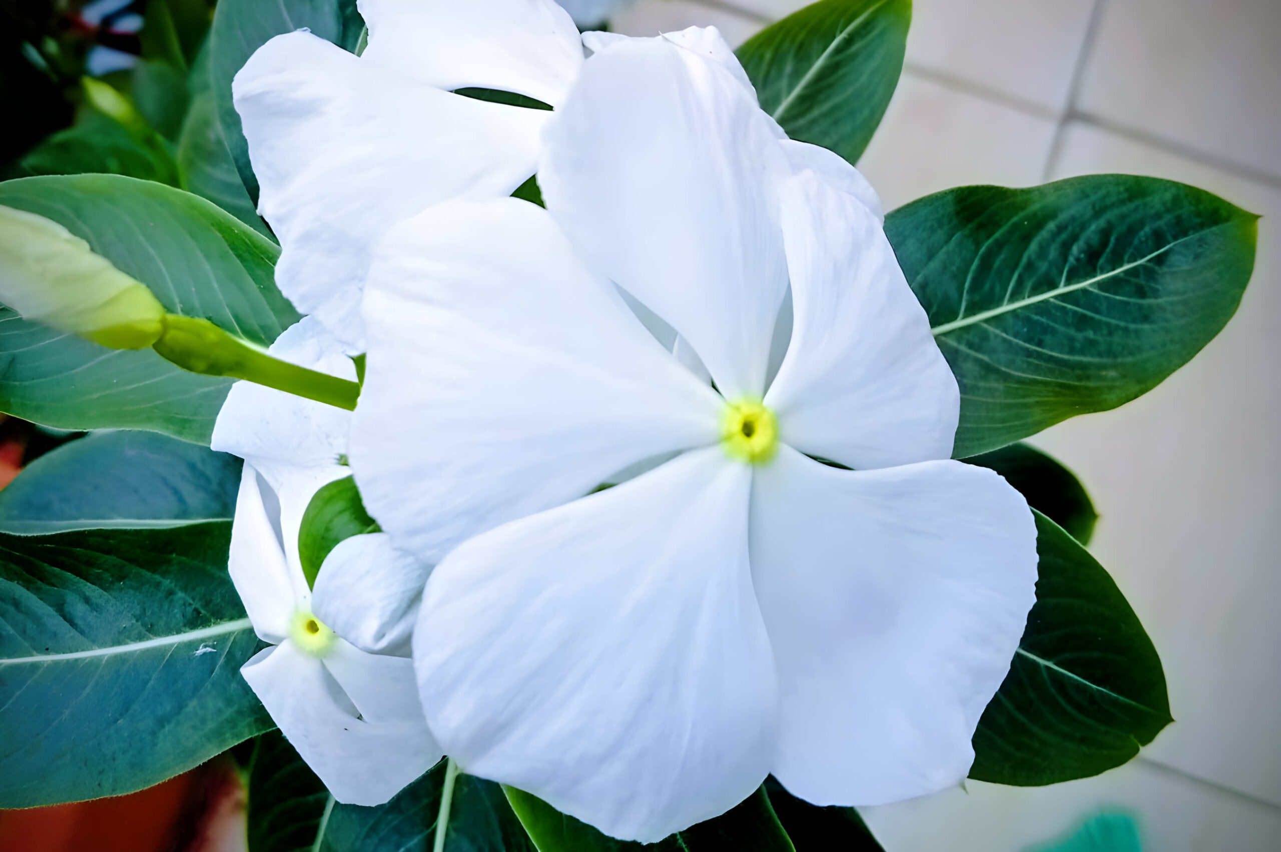 7 Perennials That Will Completely Take Over And Ruin Your Yard