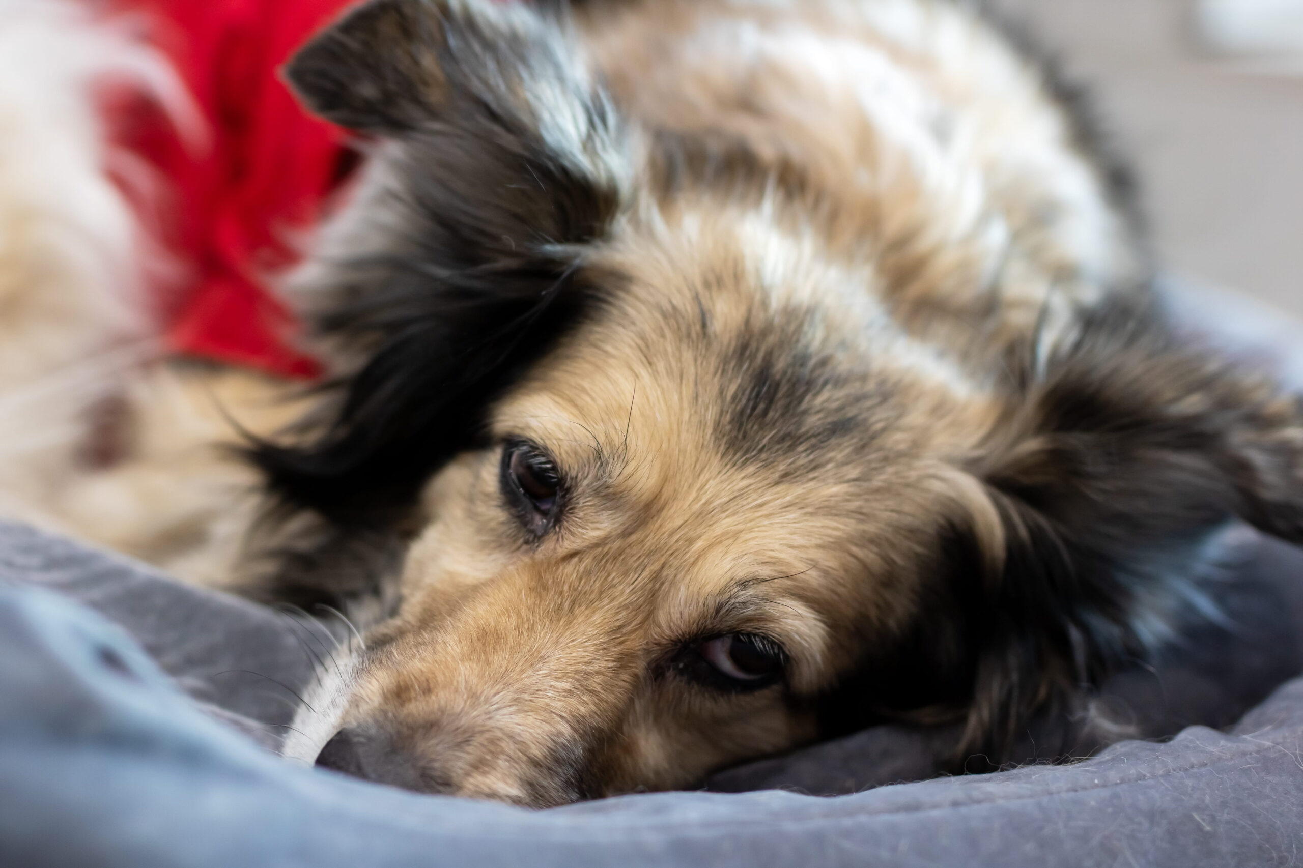 11 Serious Dog Illnesses That Can Quickly Turn Into Emergencies