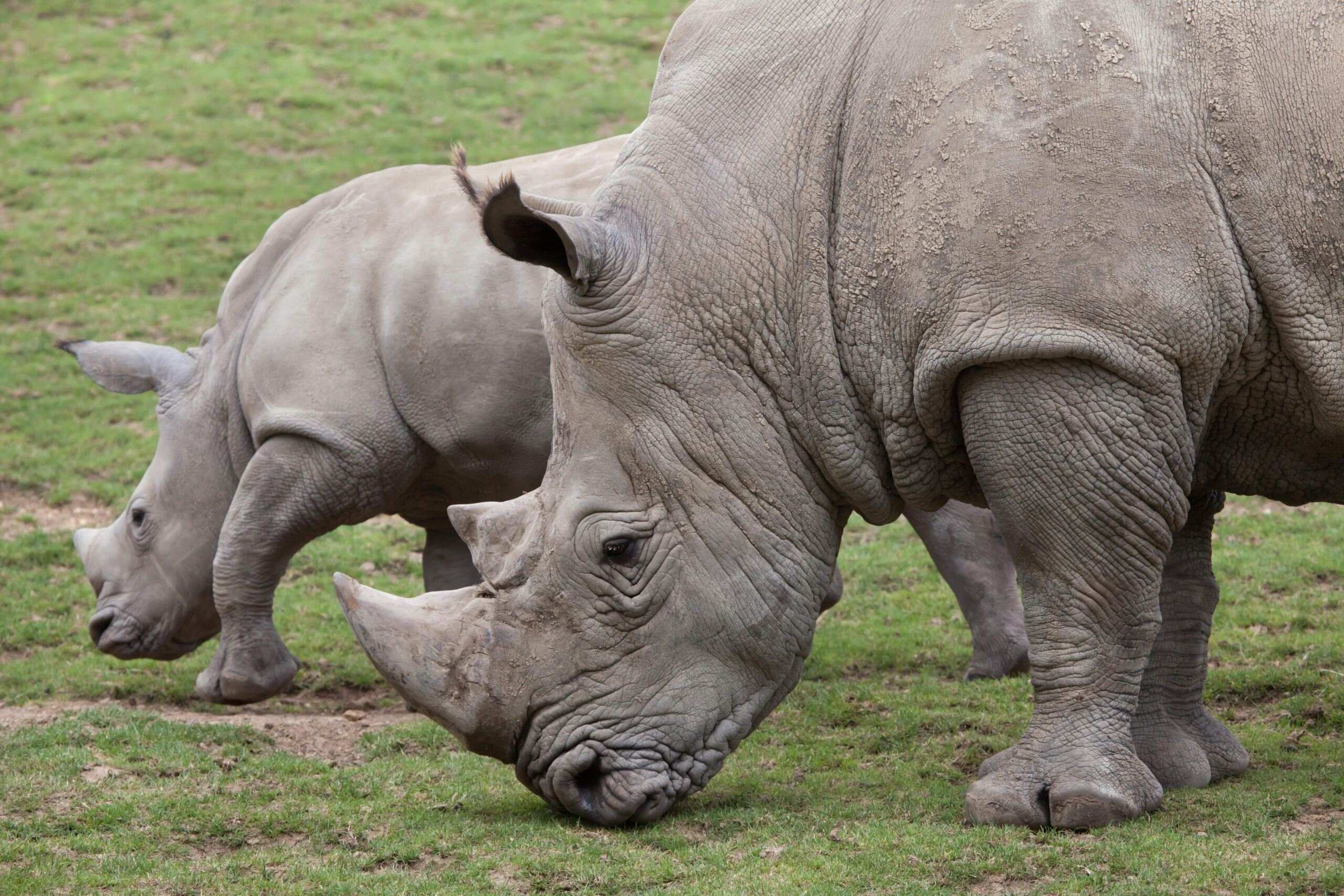 6 African Animals Fighting Extinction as Their Numbers Collapse