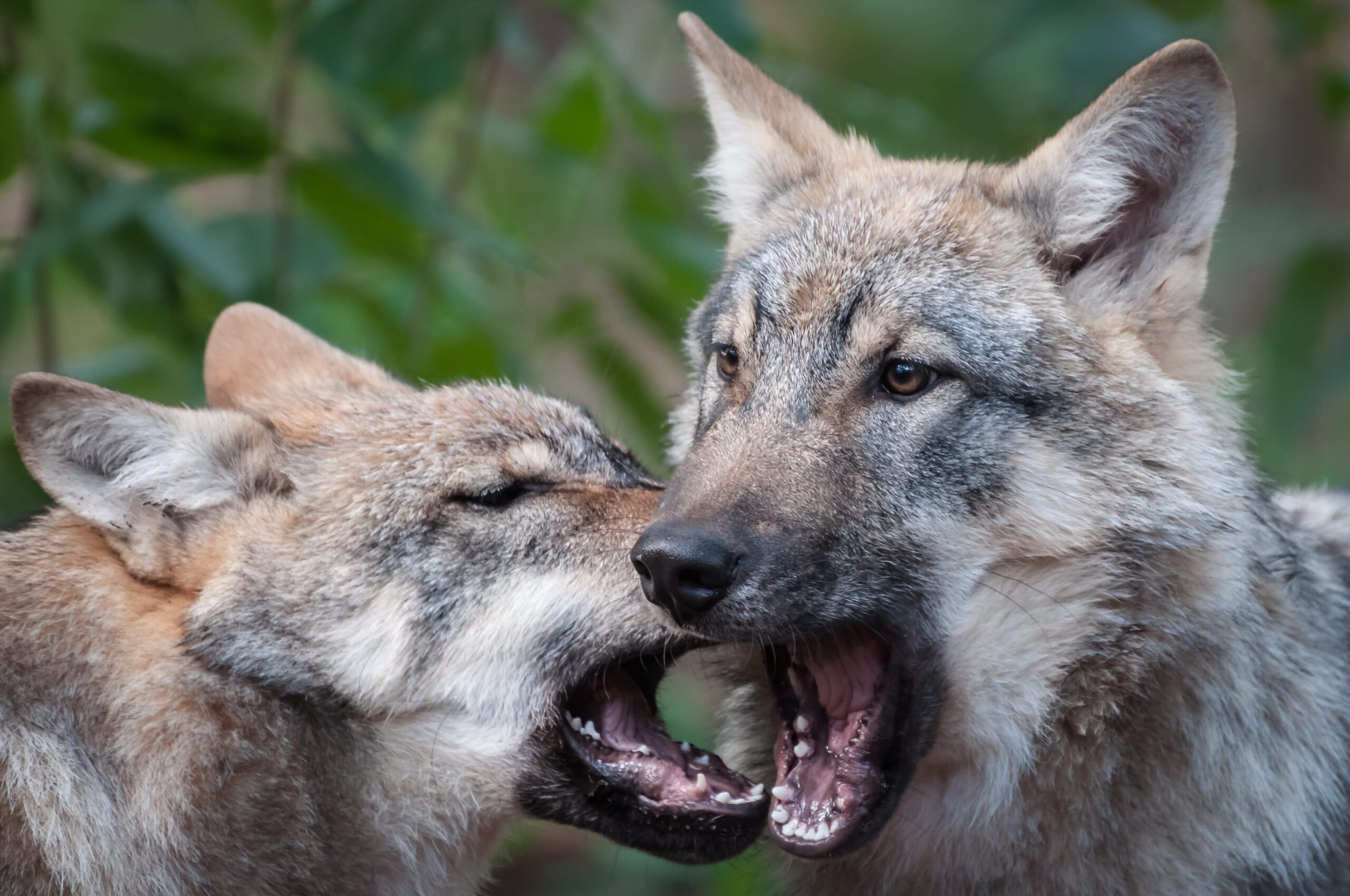 10 Brutally Aggressive Animals on Earth That Will Attack Almost Anything