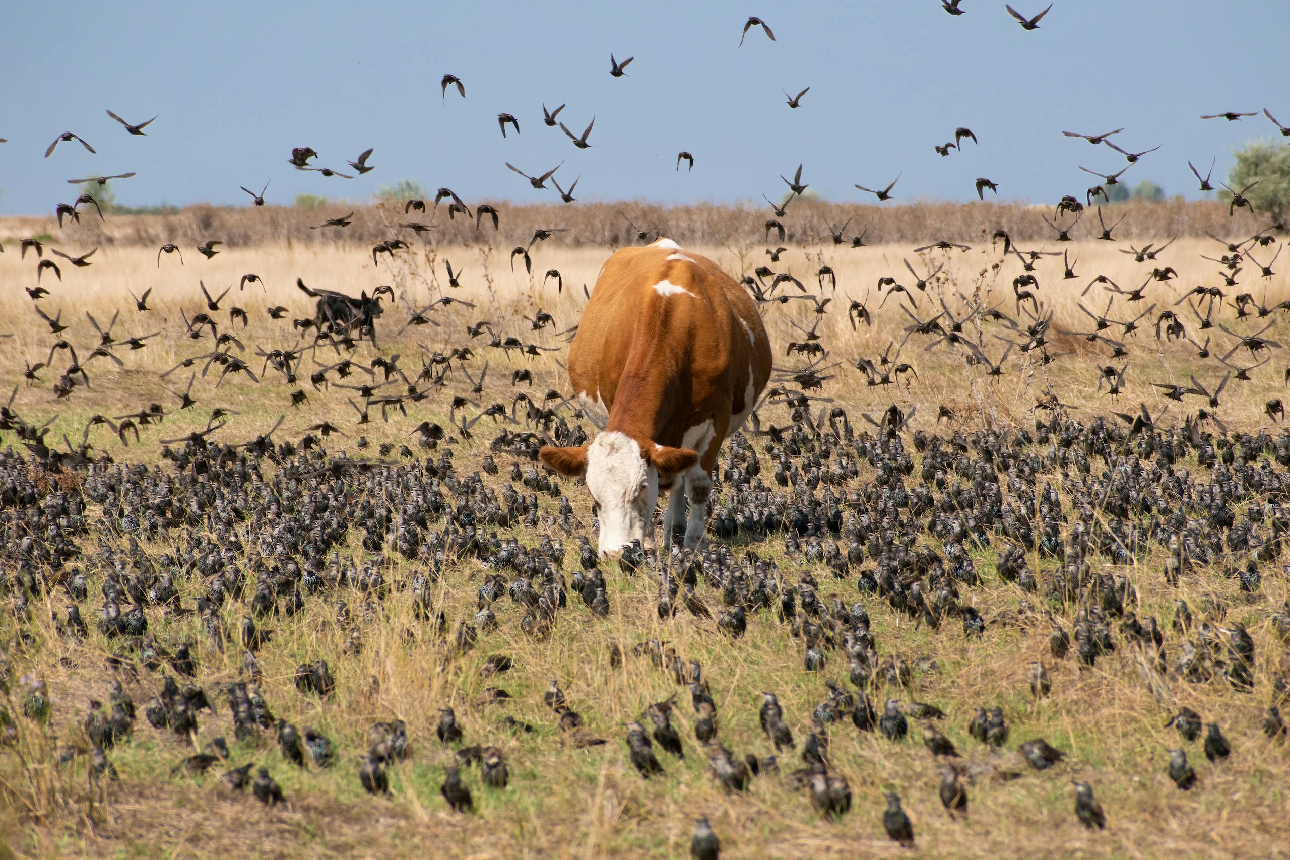 A brown cow grazes in a rural field surrounded by a flock of birds, showcasing peaceful rural life.