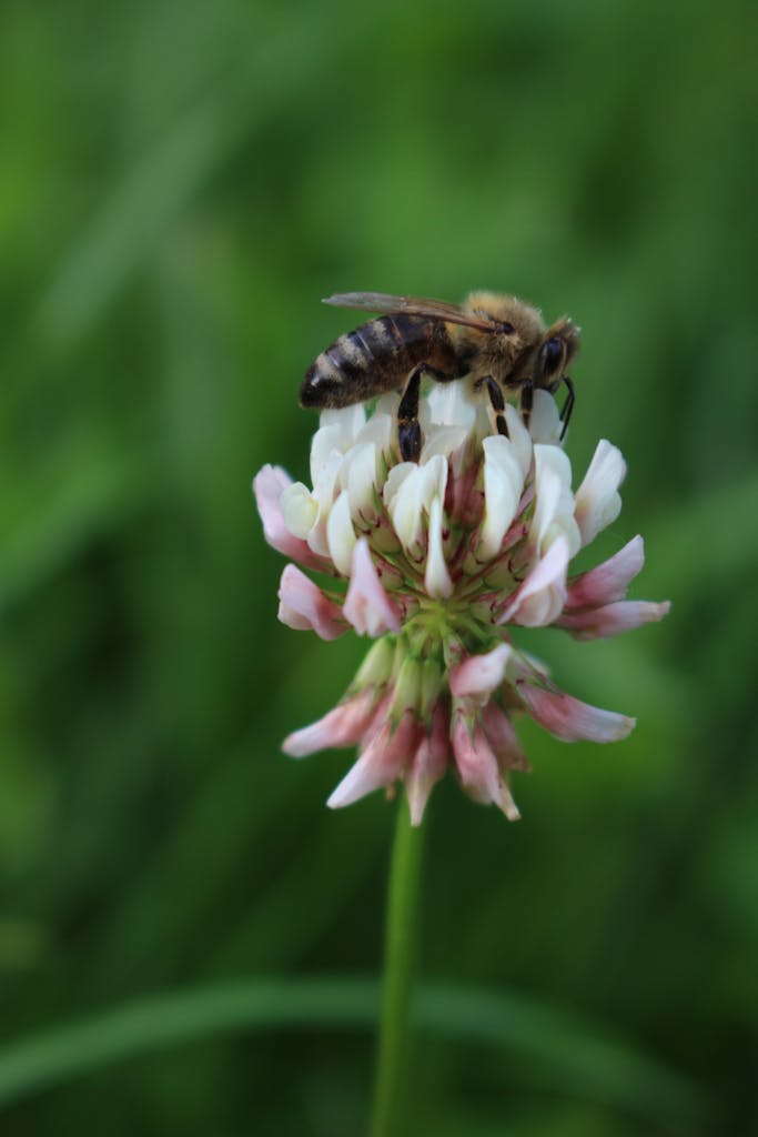 A close-up of a honey bee on a white clover flower in Zwickau, Germany.