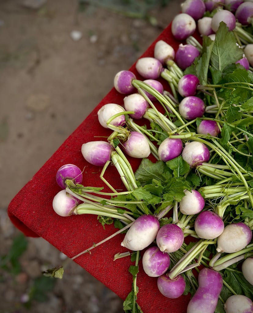 A close-up of freshly harvested purple turnips with greens on a red cloth outdoors.