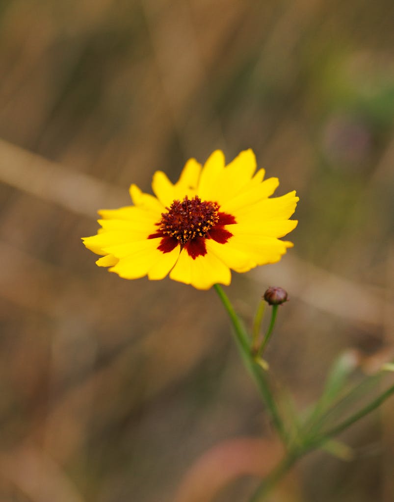 A close-up portrait of a vibrant yellow Coreopsis flower with a blurred natural background.