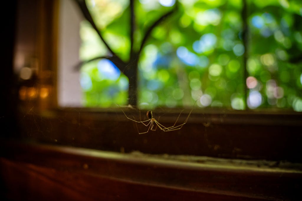 A close-up shot of a spider on its cobweb with lush bokeh background.