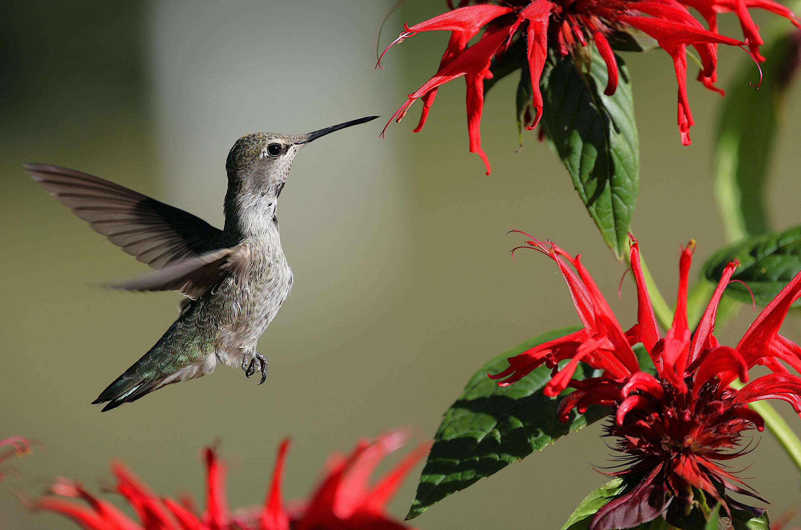 A close-up shot of an Anna's Hummingbird mid-flight near vibrant red flowers in a garden.