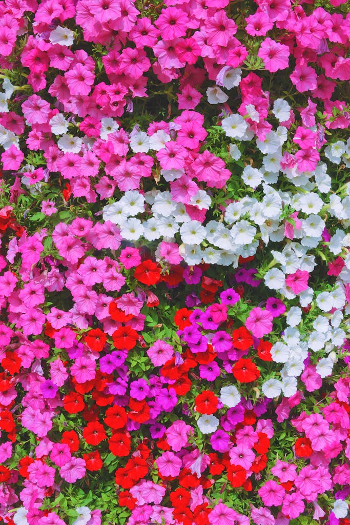 A colorful array of petunia flowers showcasing pink, red, and white blooms.