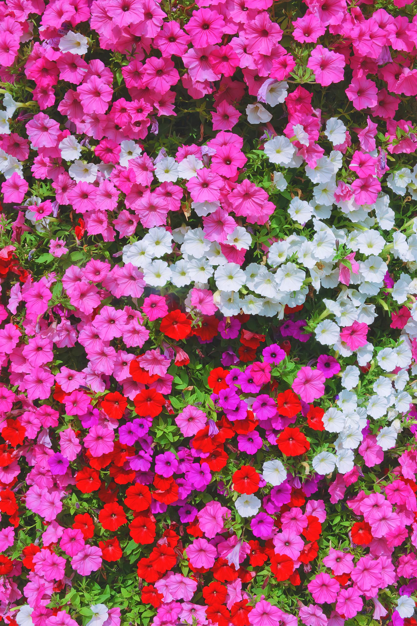 A colorful array of petunia flowers showcasing pink, red, and white blooms.