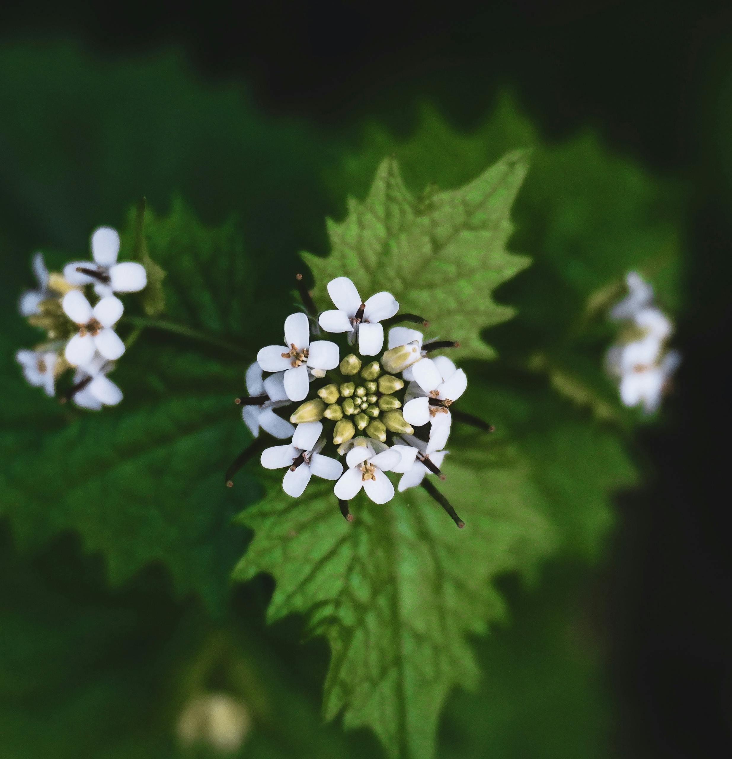 A detailed close-up of garlic mustard flowers with white petals and green leaves.