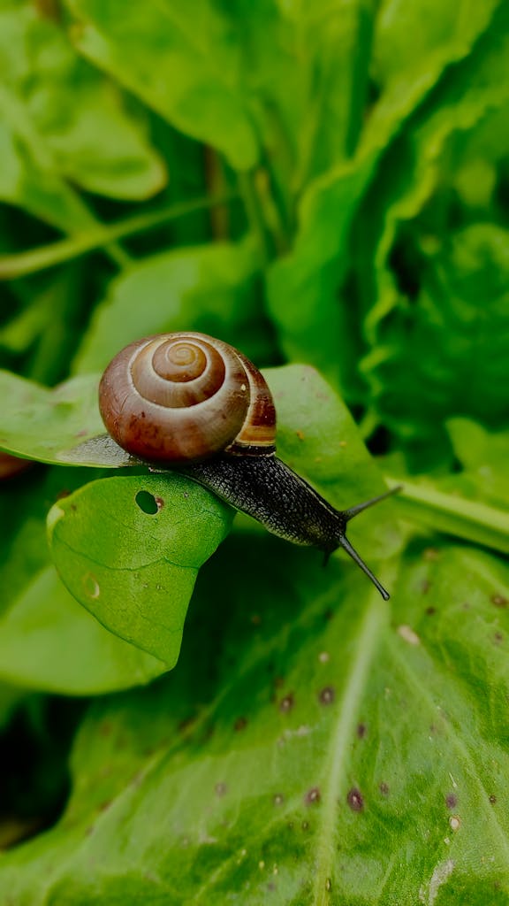 A detailed close-up photo of a snail on a green leaf, showcasing its spiral shell and natural environment.