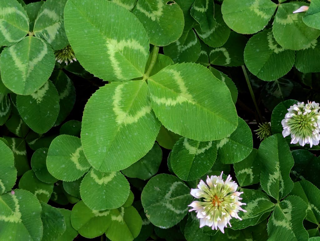 A detailed image capturing a four-leaf clover among white clover flowers, showcasing vibrant greenery.