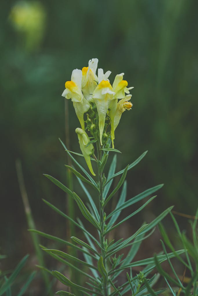 A detailed shot of a yellow toadflax flower blooming outdoors with vibrant green leaves.