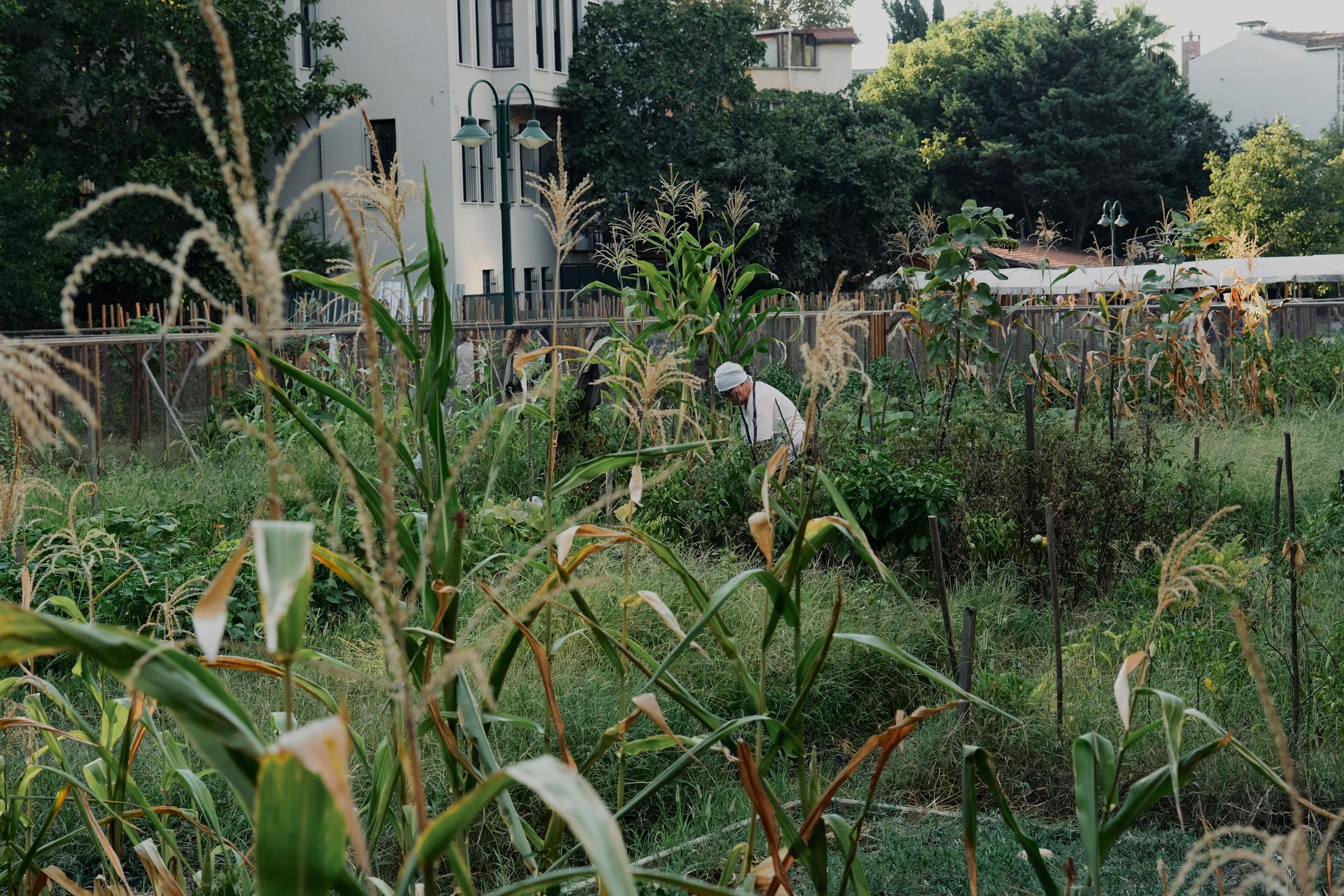 A gardener tends to a vibrant urban garden with tall corn stalks on a sunny day.