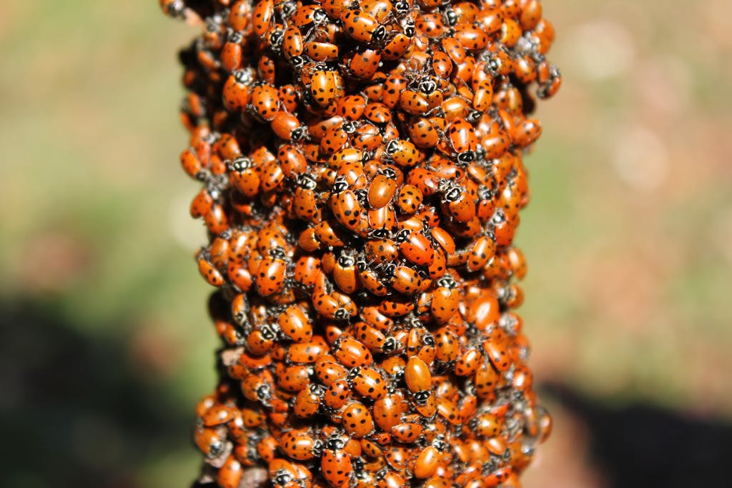 A large cluster of vibrant ladybugs gathering on a branch outdoors.