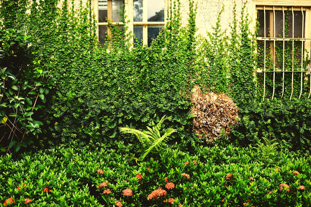 A lush ivy-covered wall with blooming flowers against a textured building facade in Taiwan.