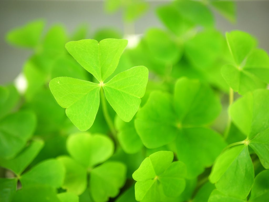 A macro shot of lush green clover leaves representing luck and nature's beauty.