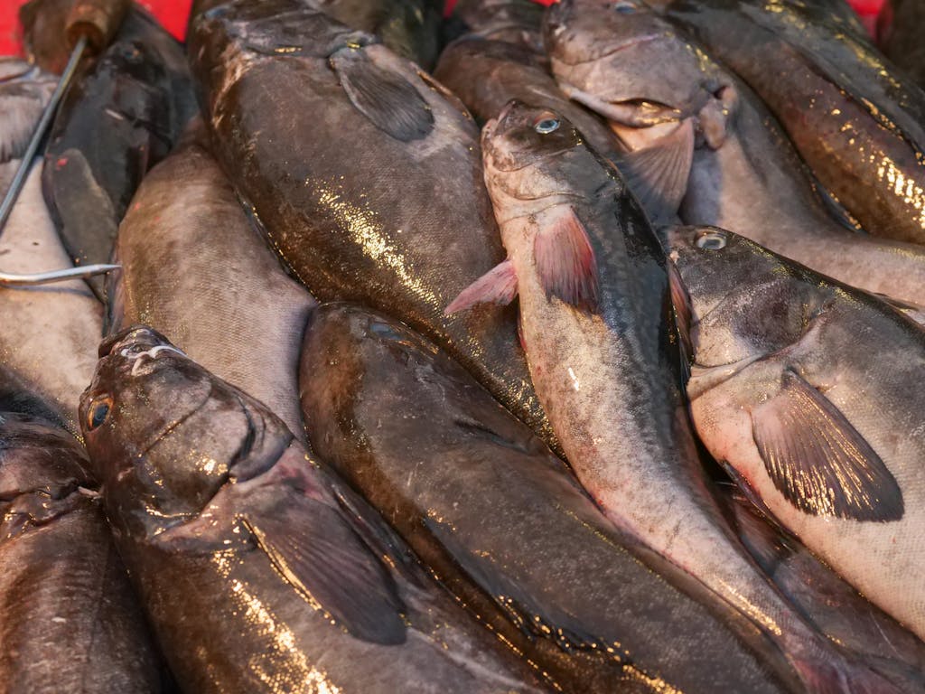 A pile of fresh black cod fish displayed at a seafood market. Perfect for culinary use.