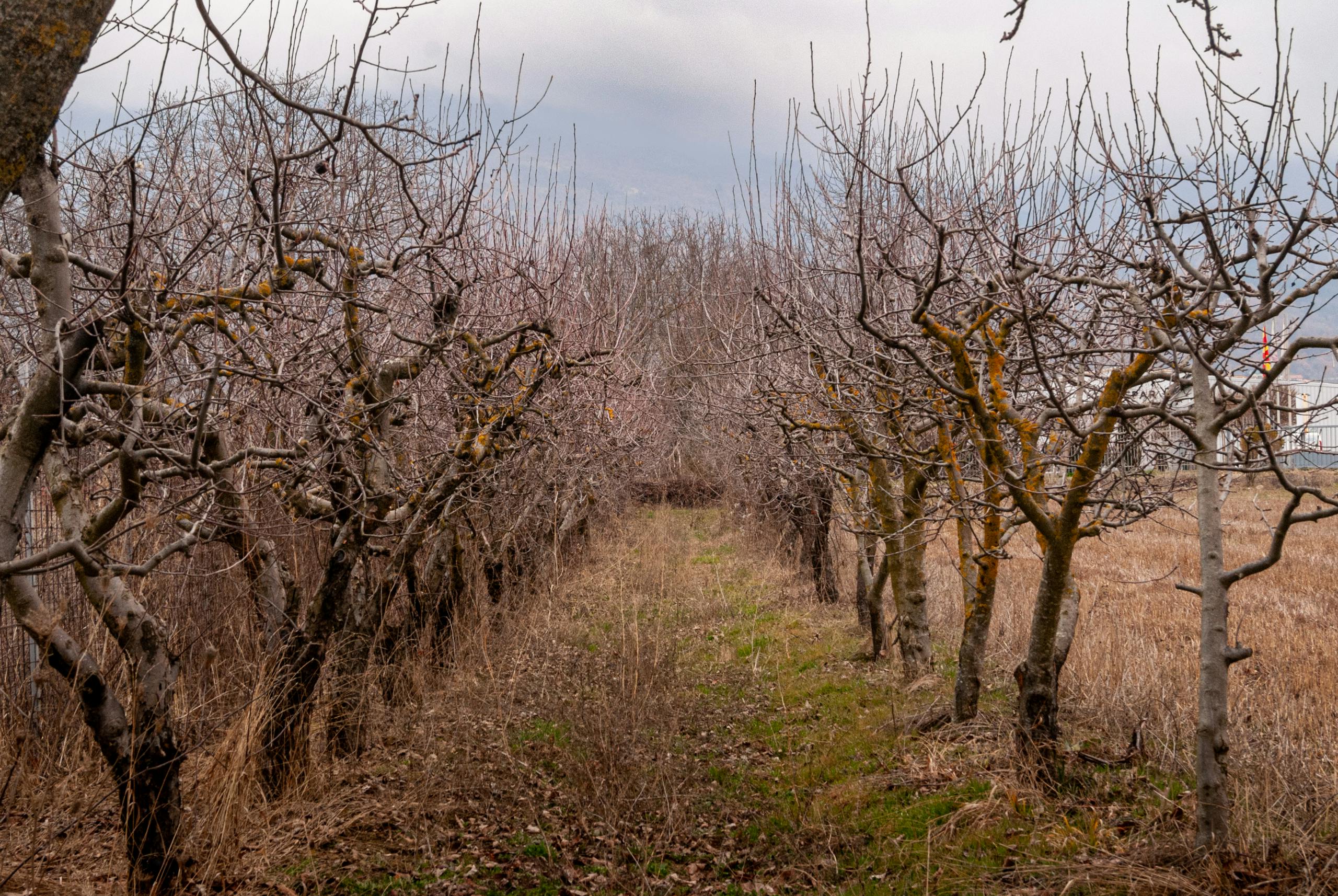 A serene winter orchard with bare branches creates a tranquil landscape scene.