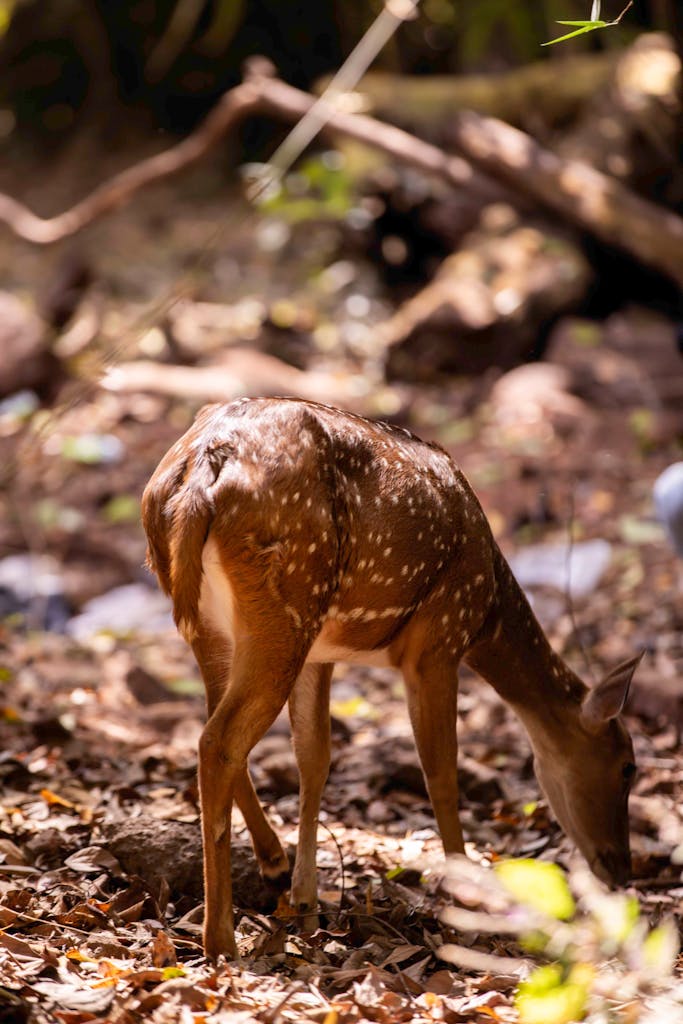 A spotted deer grazes peacefully in the lush forests of Chikkamagaluru, India, surrounded by nature's beauty.